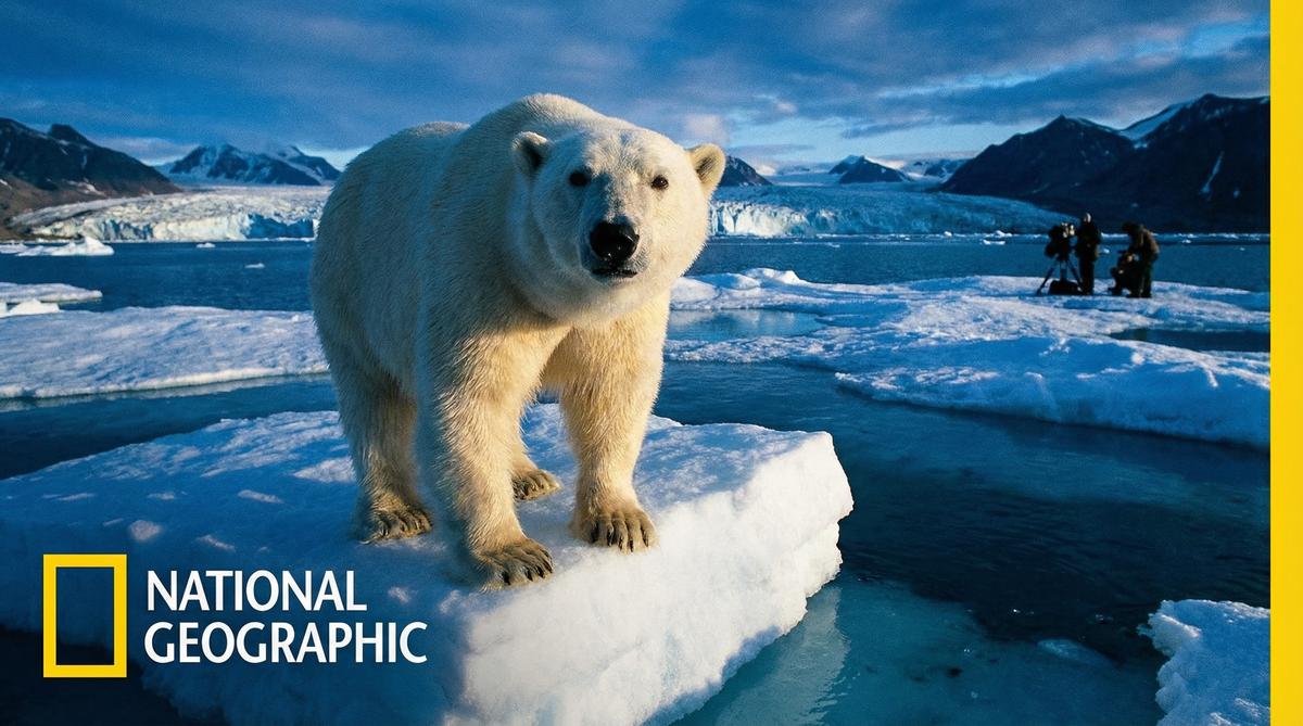 暗网北极熊视频